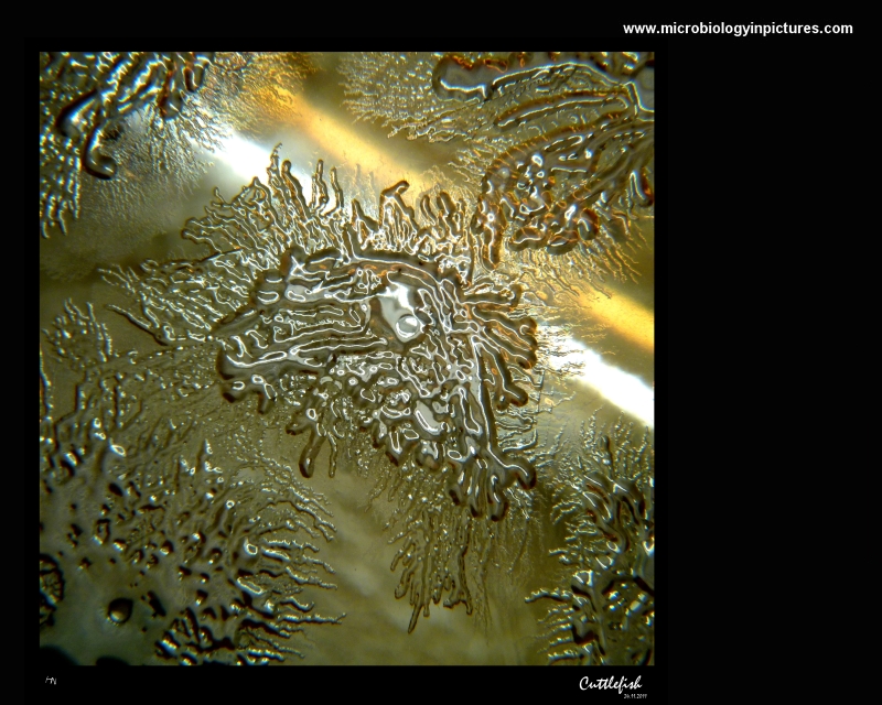 Cuttlefish-like bacterial colony